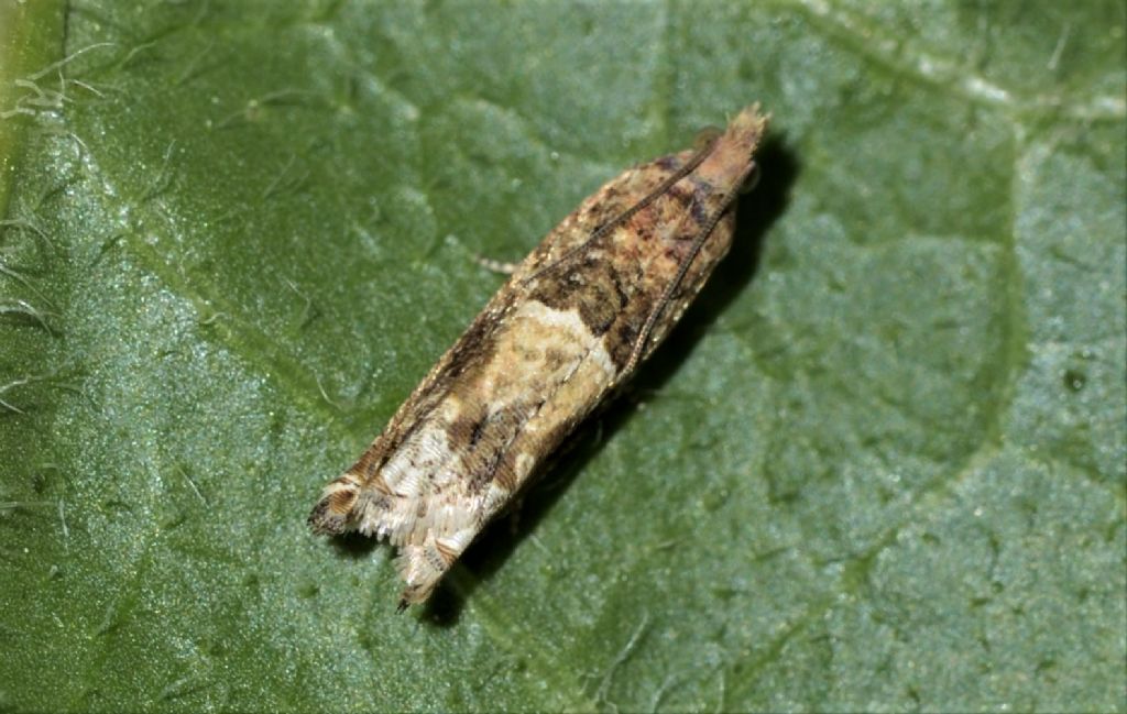 Tortricidae?  S�, Crocidosema plebejana